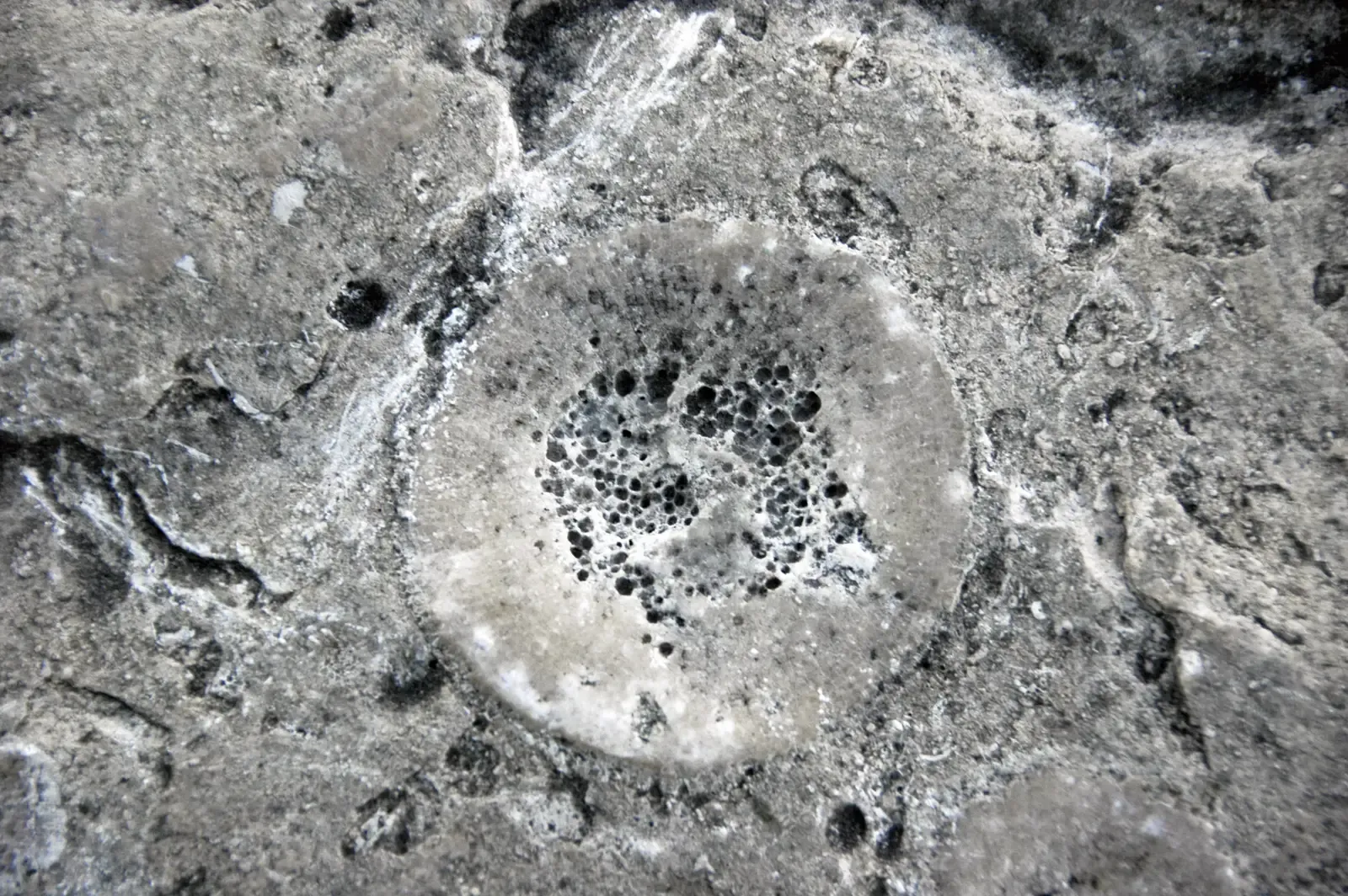 The Permian Transition: When the Giants Fell and Reptiles Rose (Image Credits: Wikimedia)