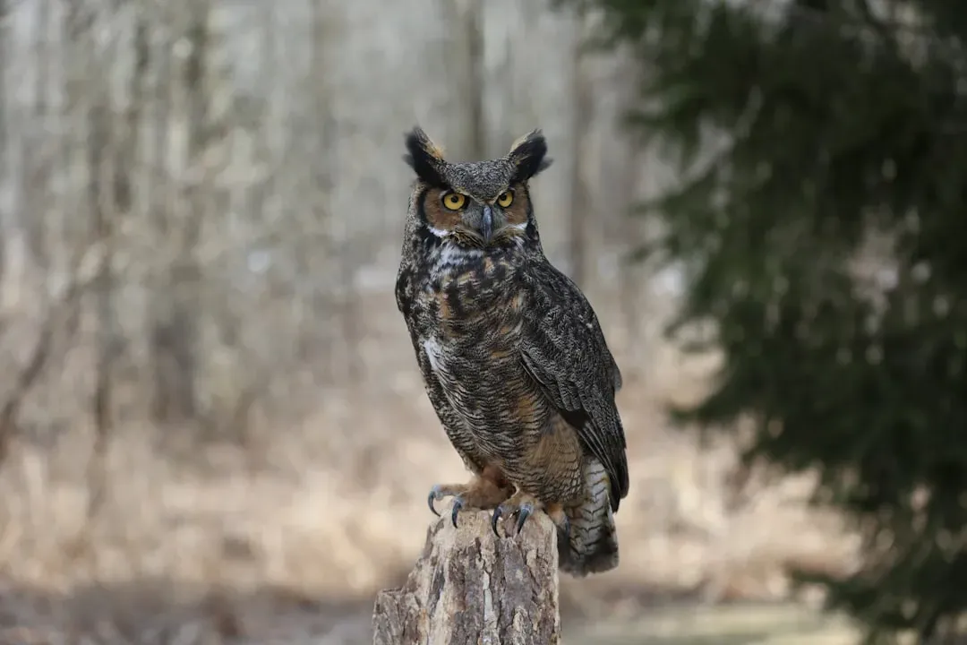 Scorpio – The Great Horned Owl (Image Credits: Unsplash)