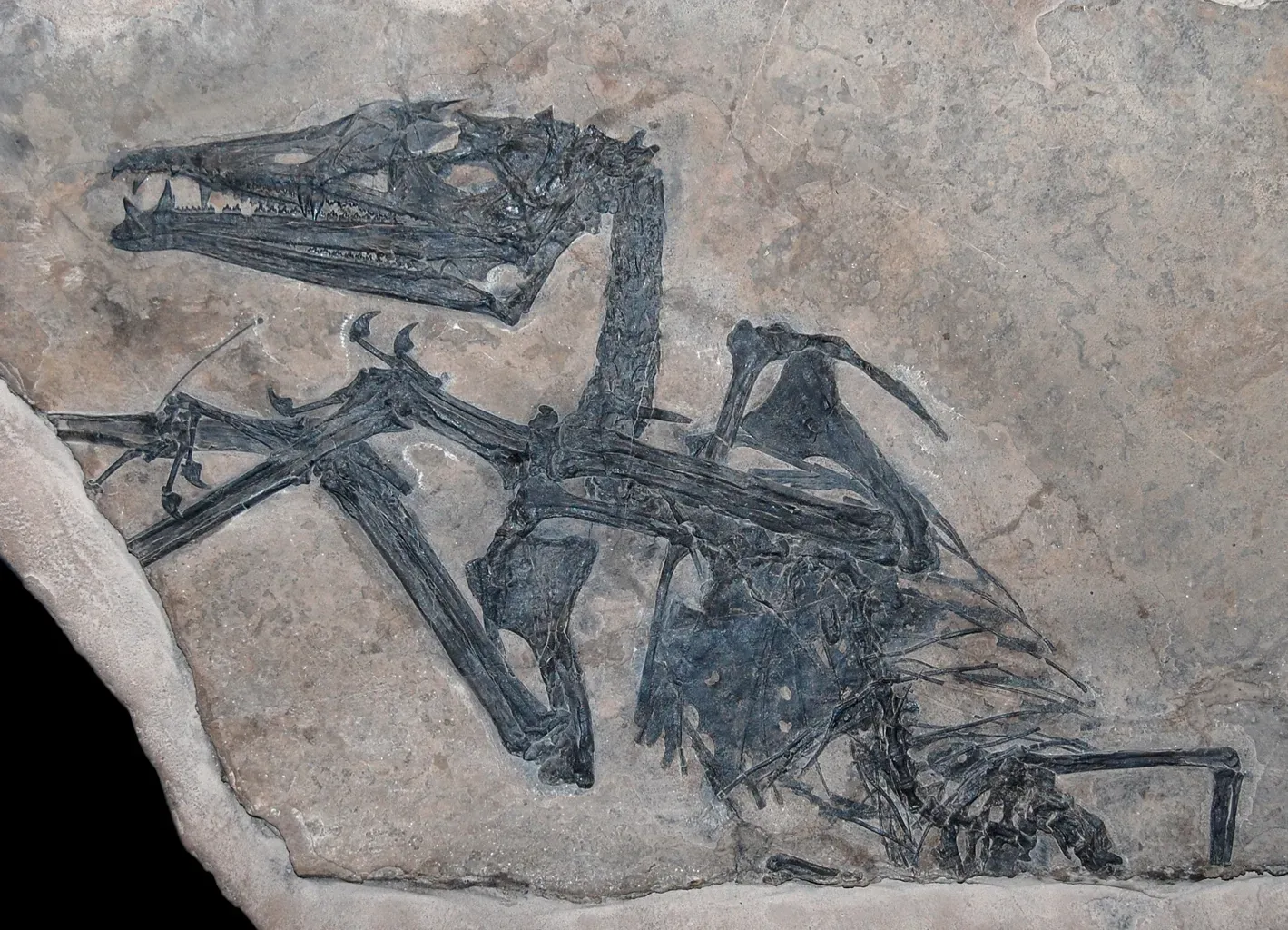 A Late Triassic Game Changer From Arizona (Image Credits: Wikimedia)