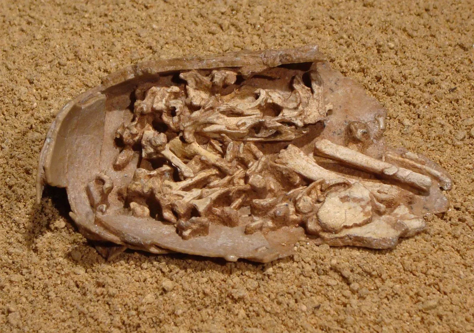 What a Fossilized Embryo Inside Could Mean for Science (By Eduard Solà, CC BY-SA 3.0)