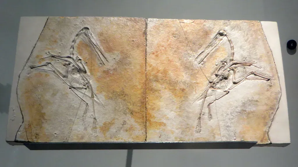 5. For Over a Century, It Hid in Plain Sight as “Just Another Pterodactylus” (edenpictures, Flickr, CC BY 2.0)