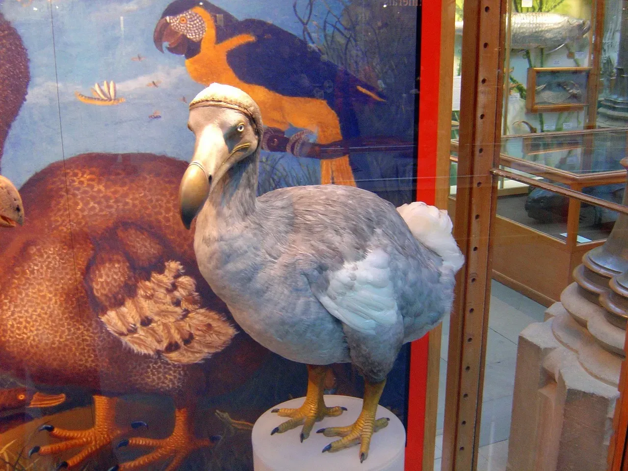 #6 - The Dodo Wasn't Fat, Clumsy, or Stupid (Image Credits: Pixabay)