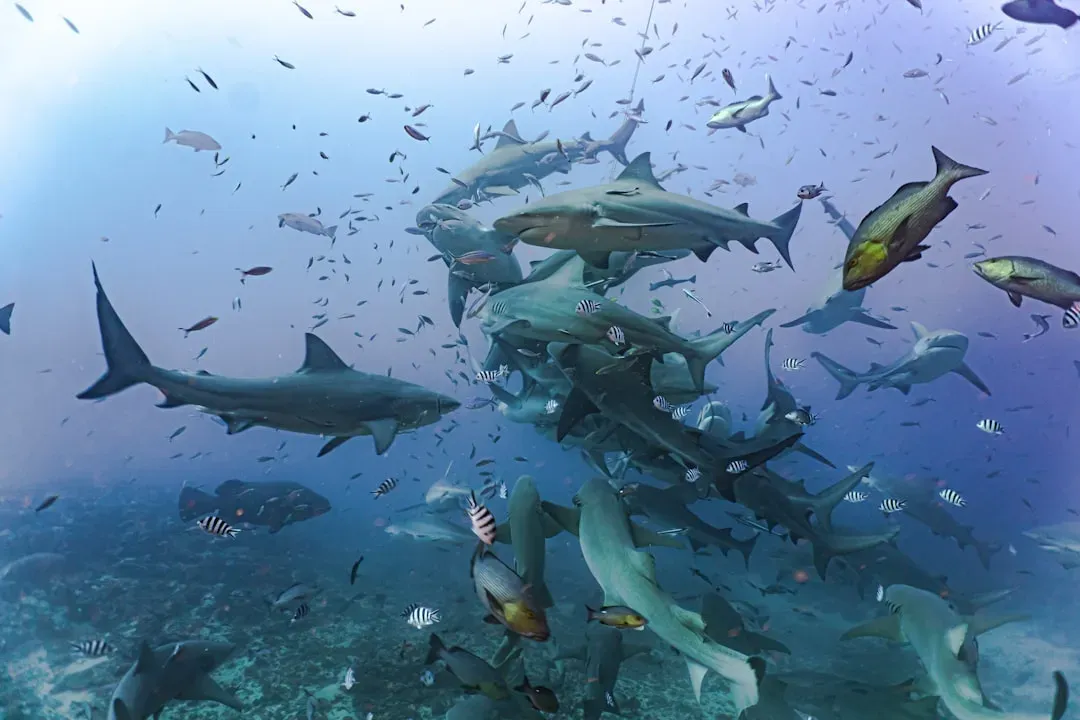 Sharks: Ancient Ocean Predators Now Choking on Plastic (Image Credits: Unsplash)
