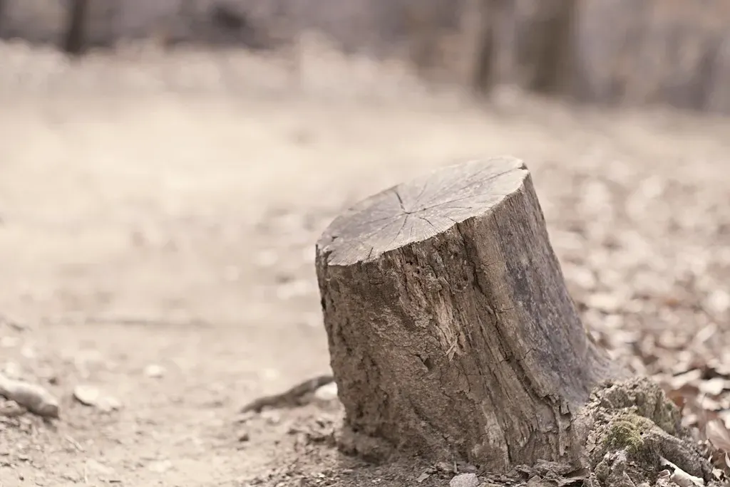 #7 - Stumps Prove Medieval Forests Were Managed Long Before Anyone Wrote It Down (jimikim1, Flickr, CC BY 2.0)