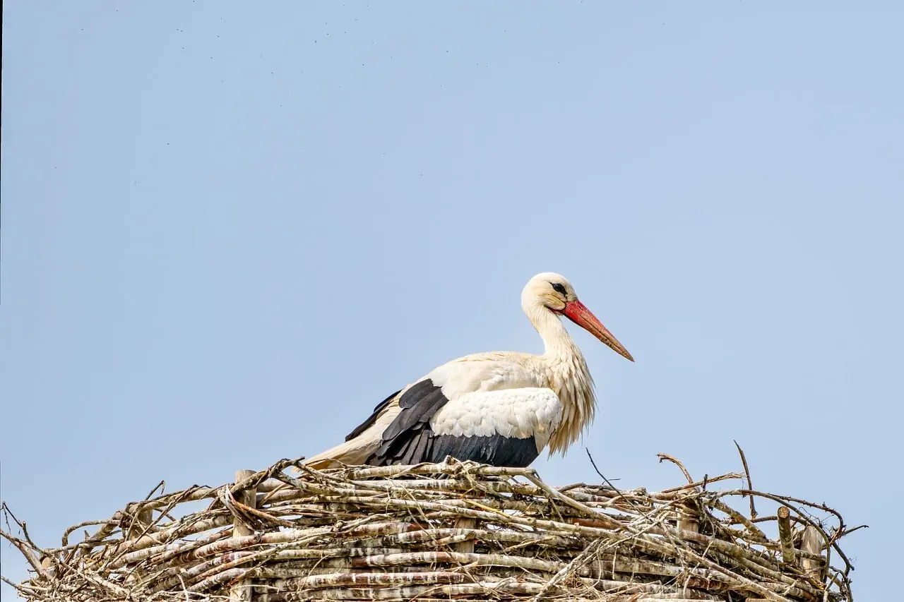 #6 A Seabird Nest on a Rooftop Satellite Dish (Image Credits: Pixabay)