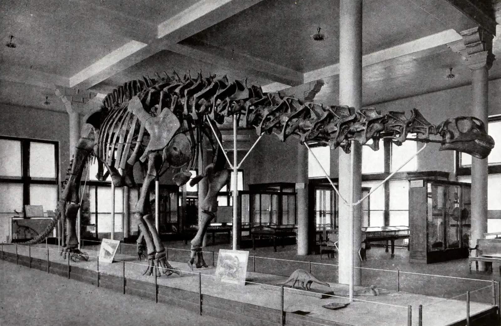 Museum Mix‑Ups, Missing Skulls, and Why the Public Got Confused (By Dinosaurs, by William Diller Matthew, Public domain)