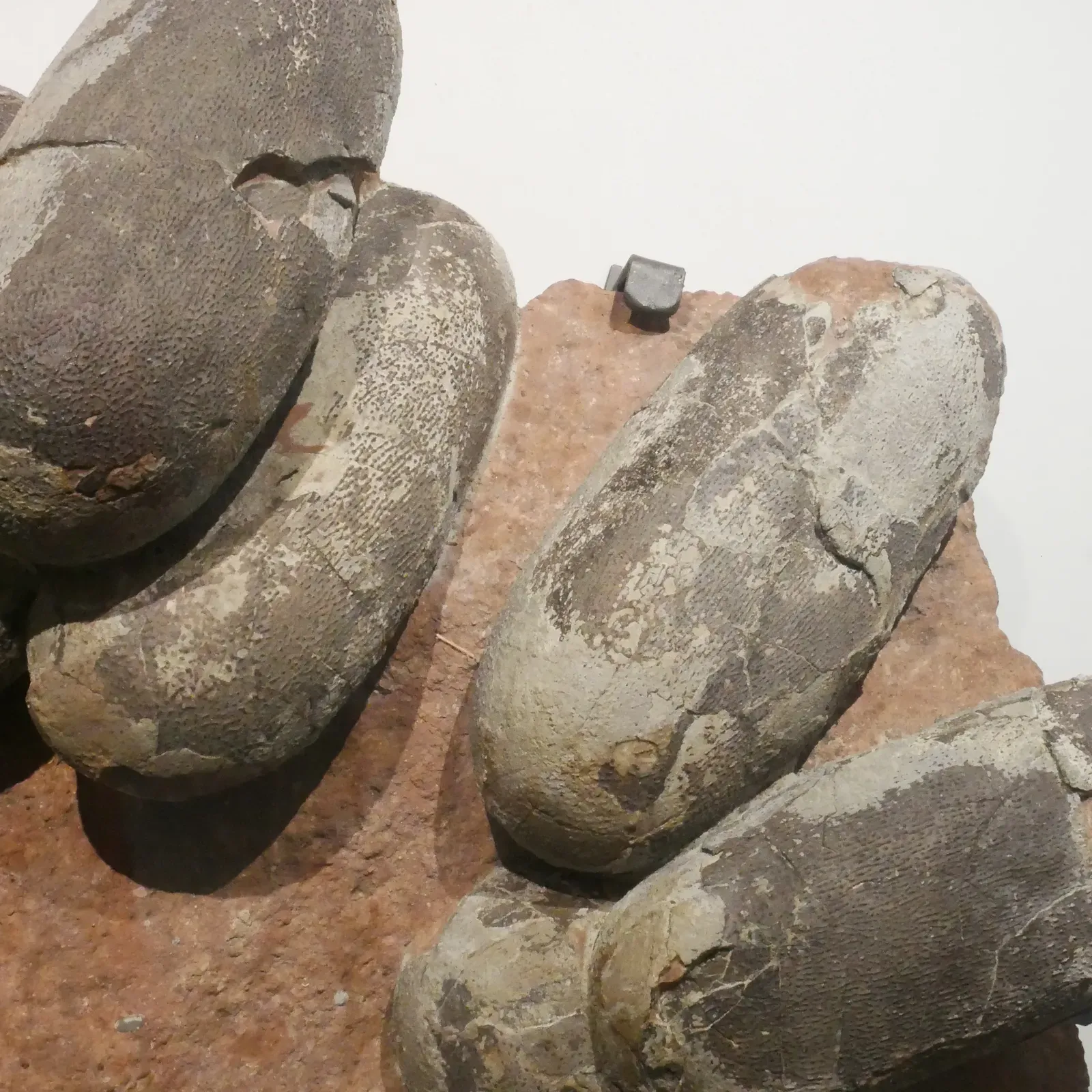 Conclusion: The Mesozoic Was a World Full of Reproductive Surprises (Image Credits: Wikimedia)