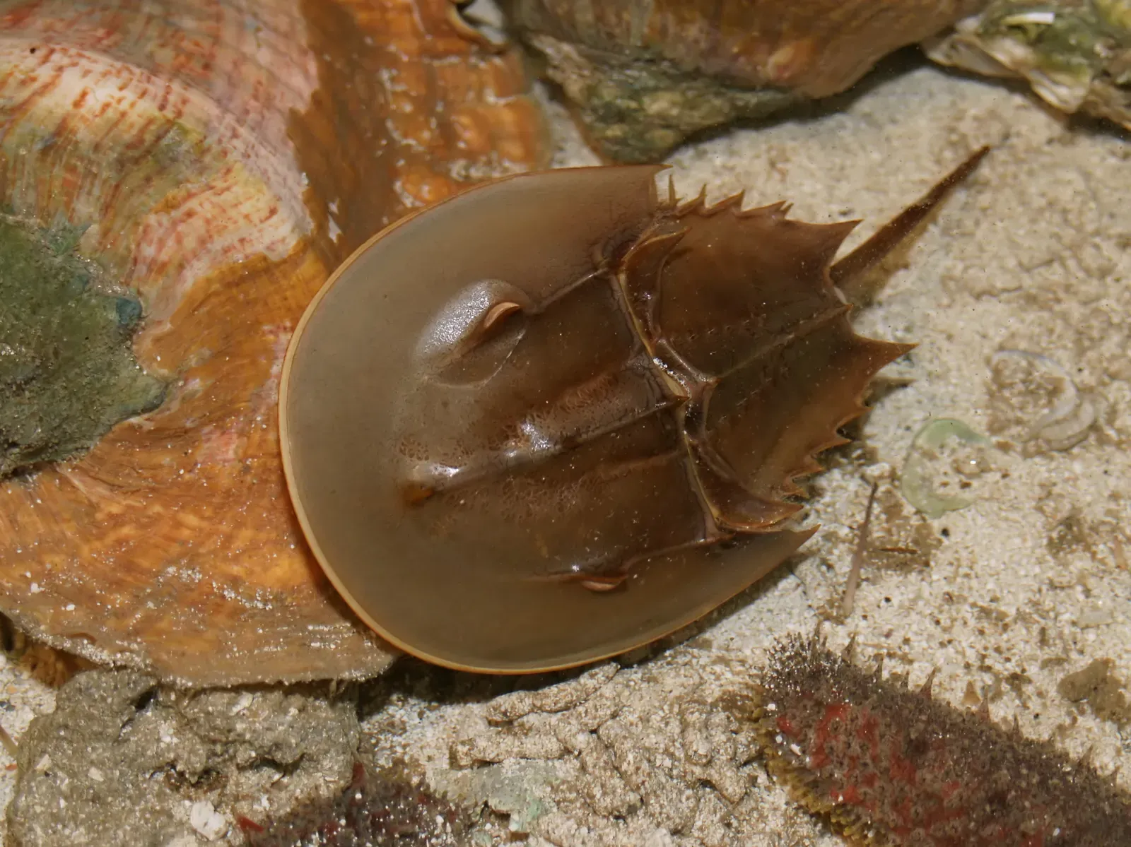3. Horseshoe Crabs – Nature's Living Time Capsule (Over 445 Million Years Old) (By Hans Hillewaert, CC BY-SA 4.0)