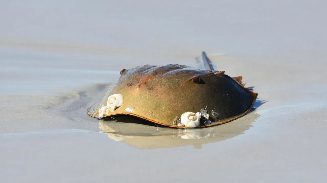 Horseshoe Crab: The Living Fossil With Impenetrable Armor (Image Credits: Pixabay)
