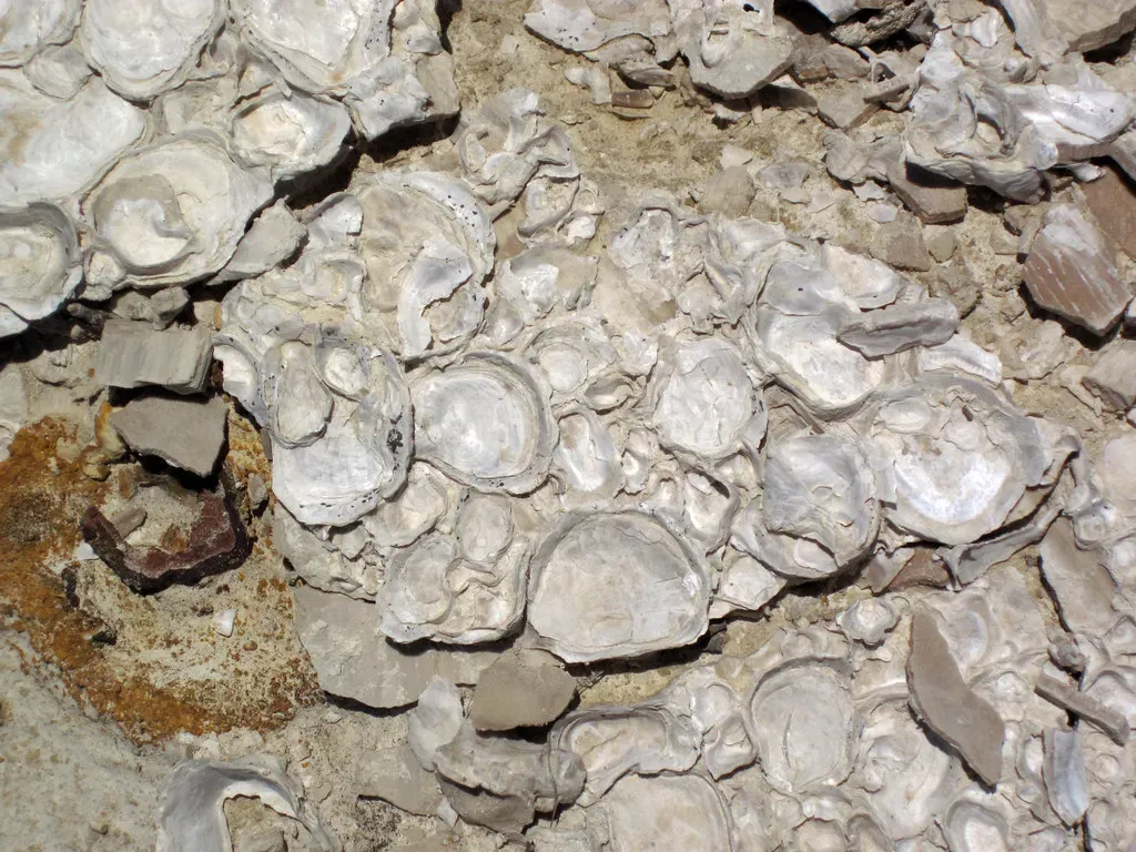 The Smoky Hill Chalk: Kansas’ Window into an Ancient Sea (James St. John, Flickr, CC BY 2.0)