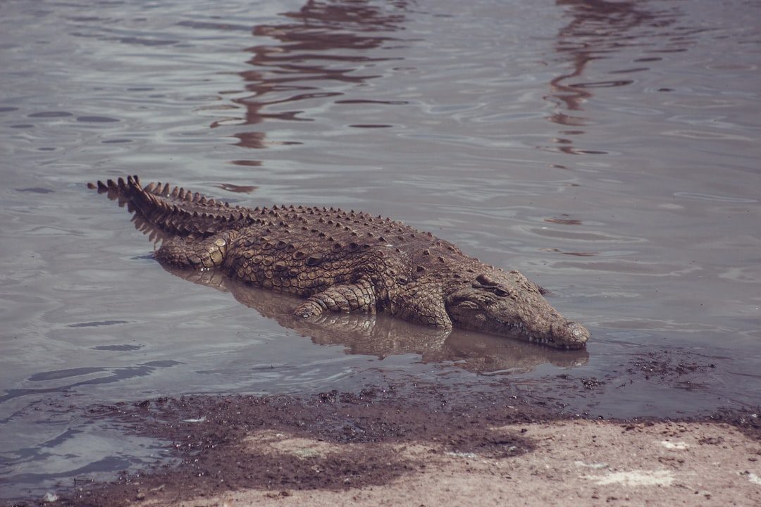 Crocodilians: Ancient Archosaur Survivors (Image Credits: Unsplash)