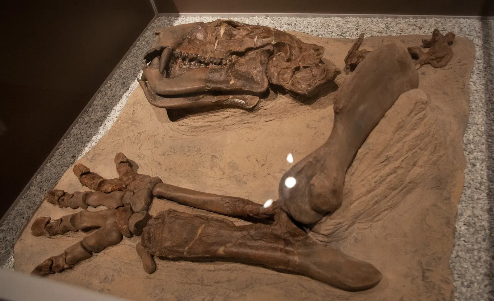 Most Mass Extinctions Were Worse Than the One That Killed Dinosaurs (Image Credits: Wikimedia)