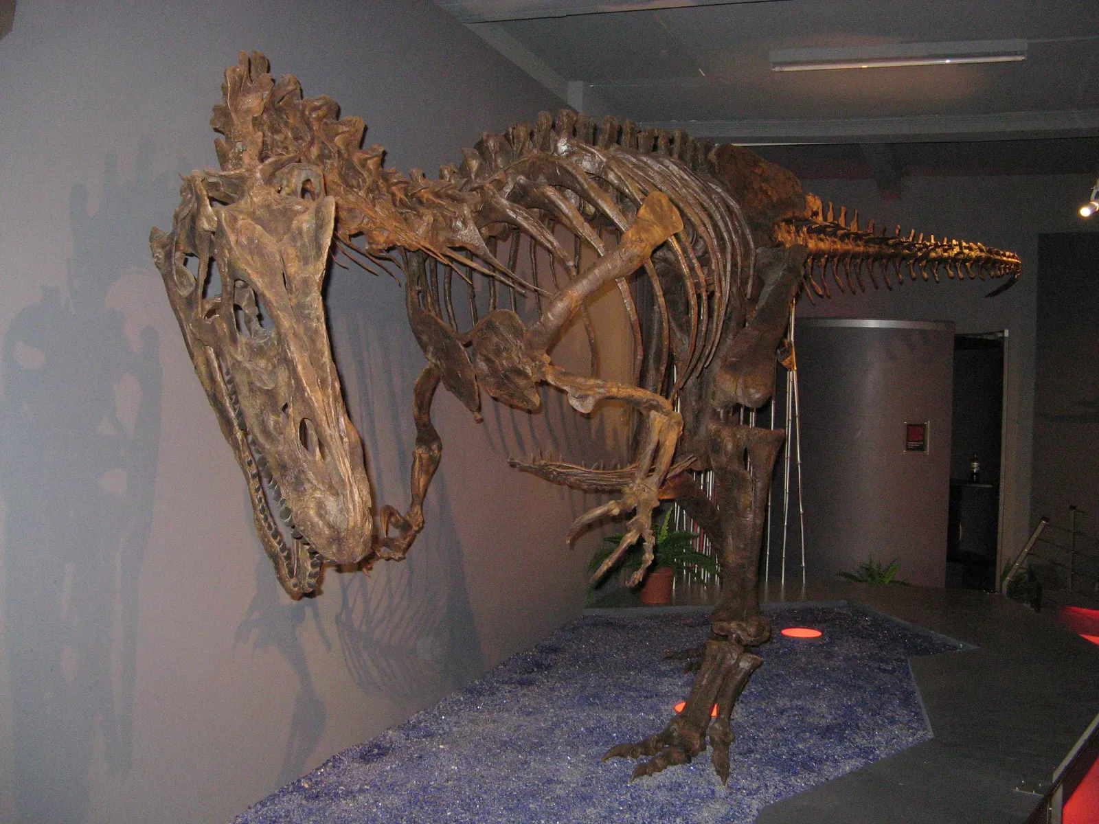 Allosaurus: A Jurassic Bone Bed That Raises Questions (By Micha L. Rieser, Attribution)