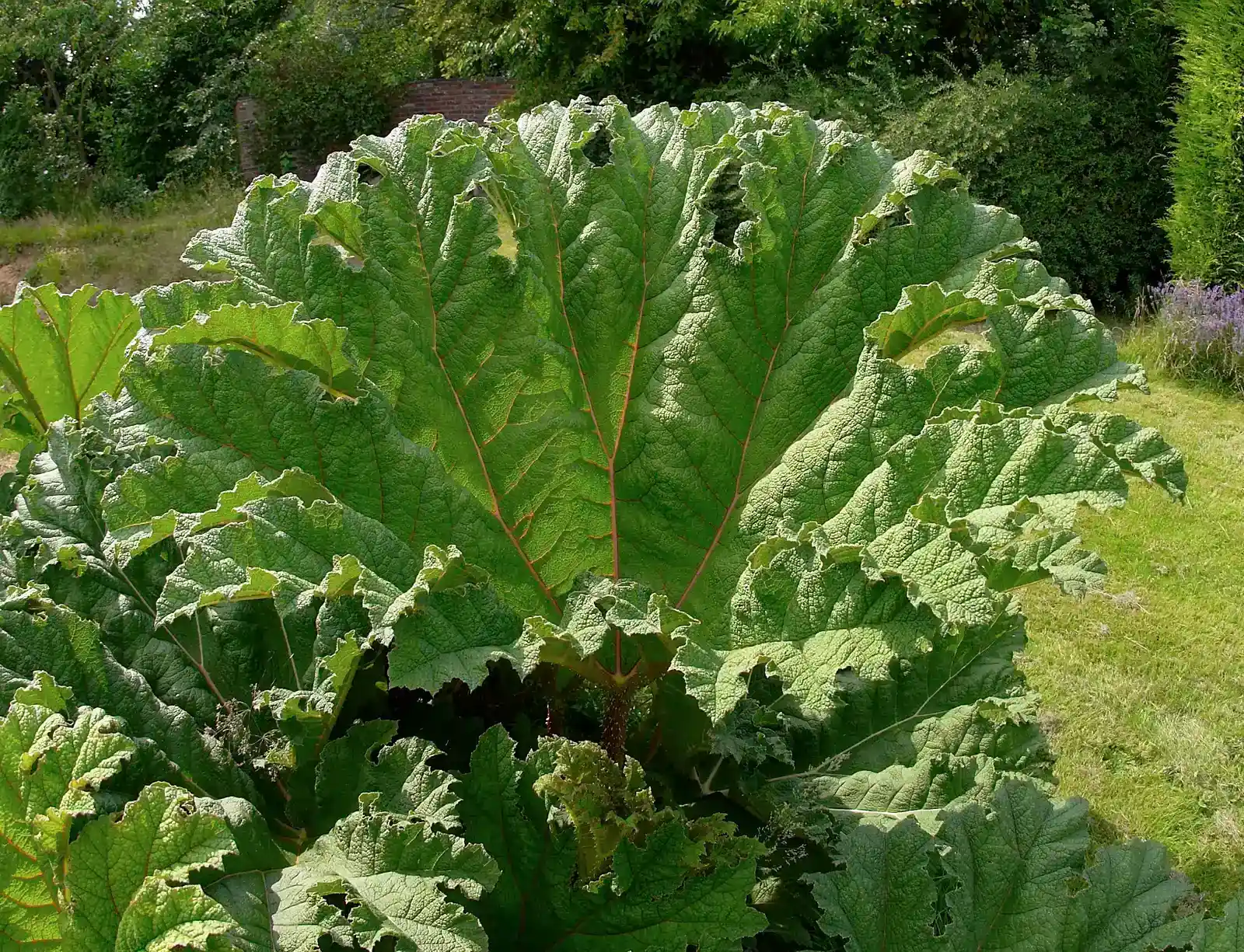 Gunnera With Massive Spiky Leaves That Repelled Herbivores (Image Credits: Wikimedia)