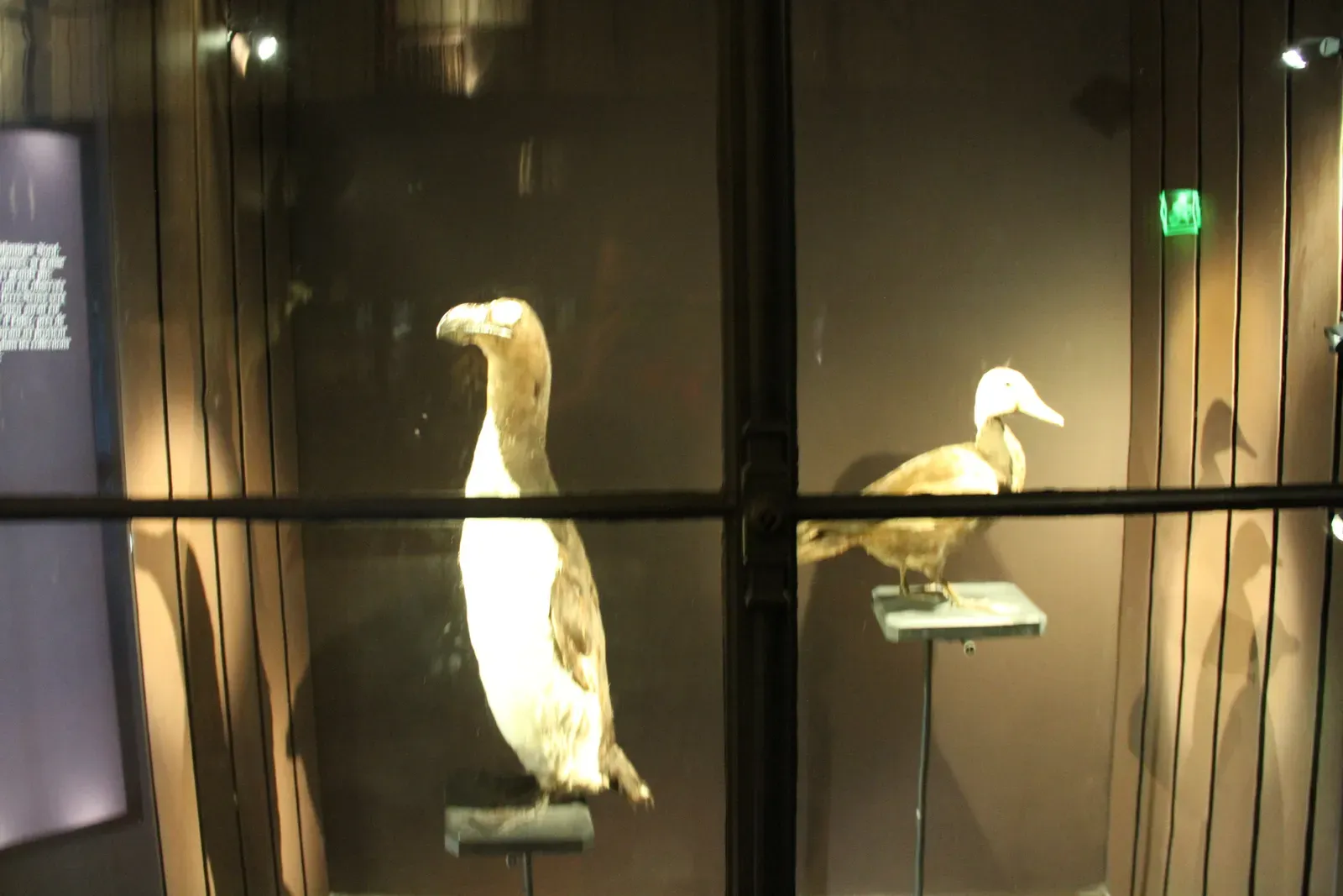 #12 - The Great Auk Specimens Museums Won't Risk Under Glass (By Shagshag, CC BY 2.0)
