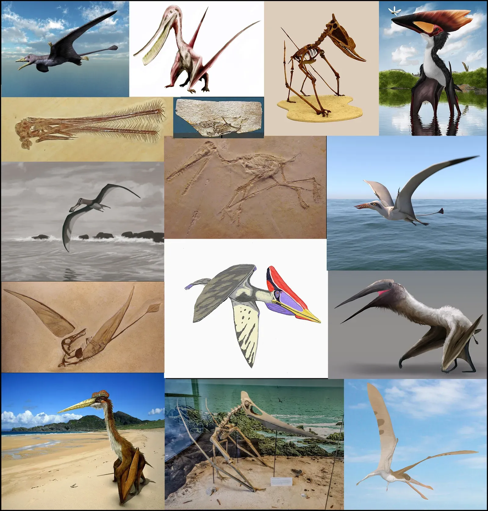 Pterosaur Diversity: From Sparrow-Sized to Airplane-Scaled (Image Credits: Wikimedia)