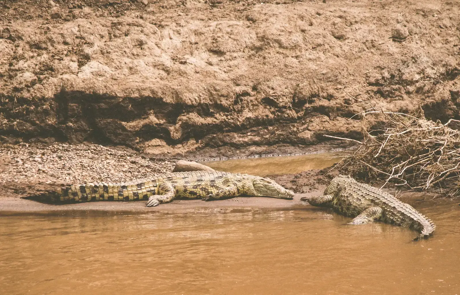 #1 - The Armored Skin That Doubles as a Radiator (Nile Crocodiles, Mara River, Kenya, CC BY 2.0)