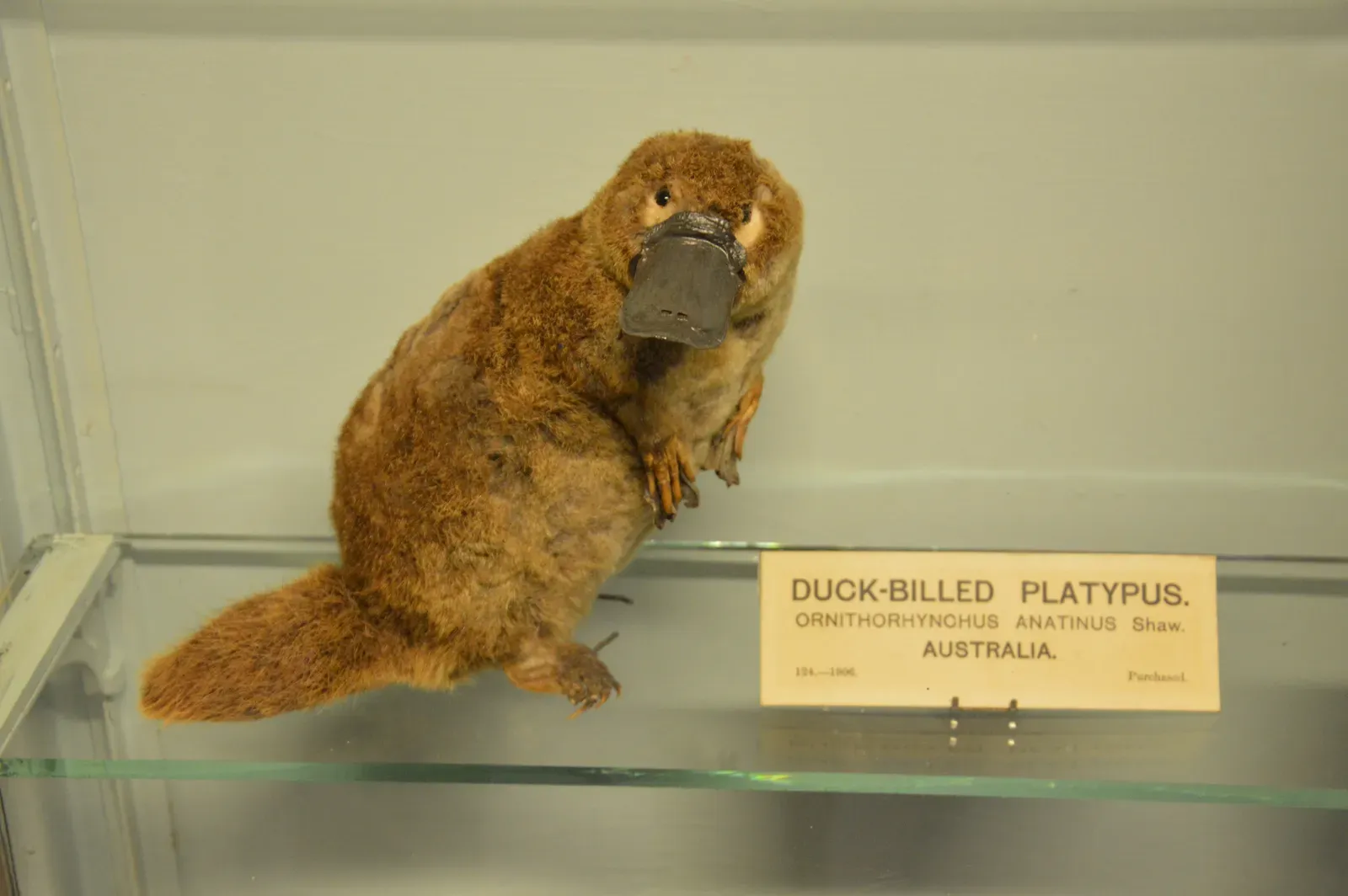 A Mammal That Lays Eggs (And Why That Blows Up Our Categories) (By Illustratedjc, CC BY-SA 4.0)