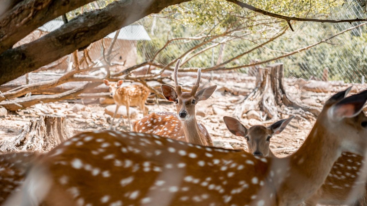 Communication Skills: Where Deer and Gemini Truly Shine (Image Credits: Pixabay)