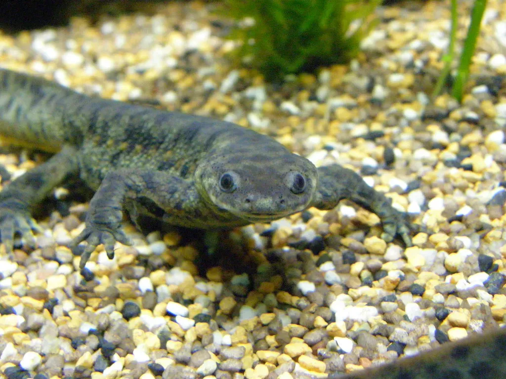 Spanish Ribbed Newt: Breaking Bones as a Defense Strategy (Image Credits: Flickr)