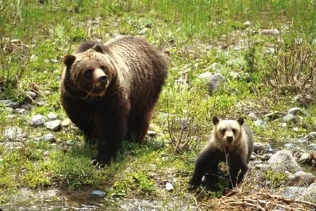 #4 - "Cub-Killing Is Just Random Savagery" (By U.S. Forest Service, Public domain)