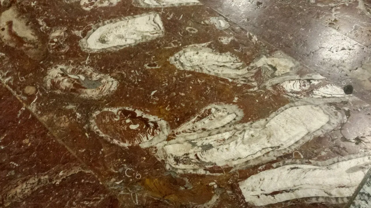 The Rise of Complex Cells: Microfossils and the Eukaryote Revolution (By Babu, CC BY-SA 4.0)