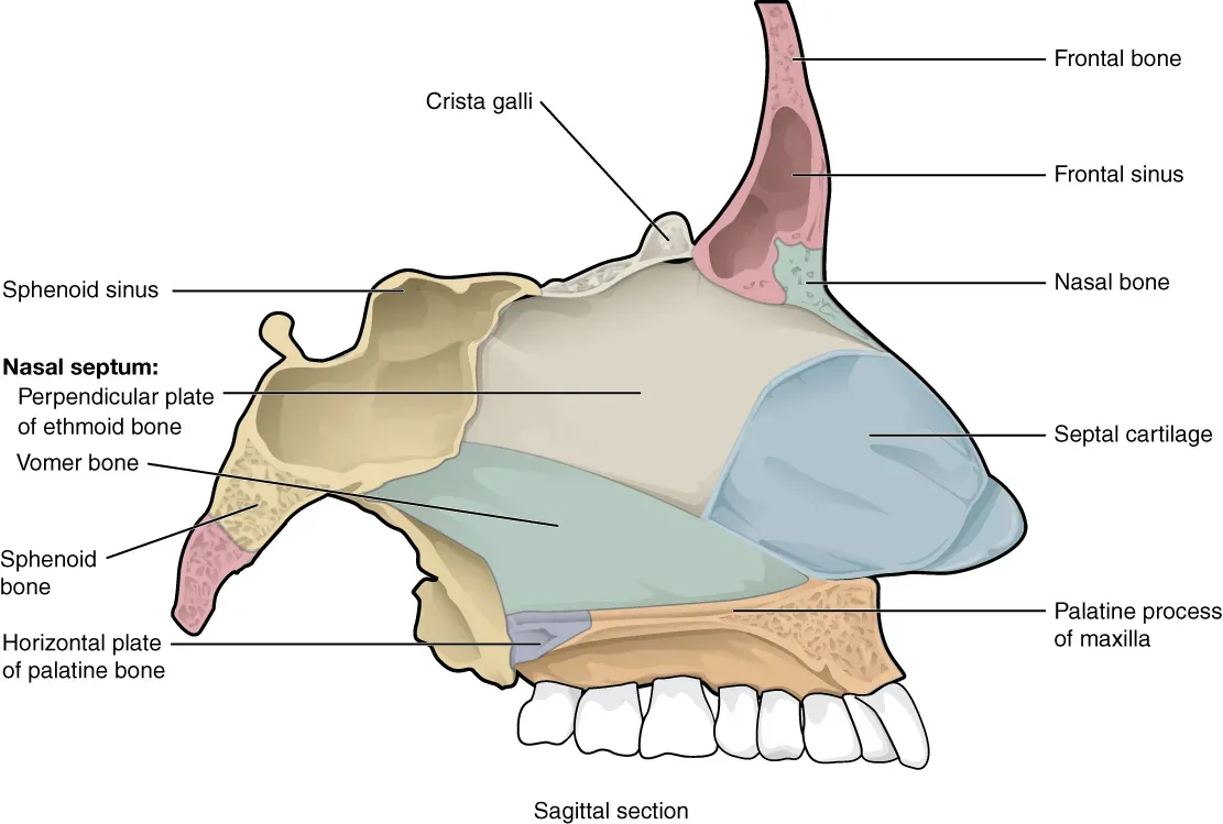 #7 - Nasal Turbinates (Anatomy & Physiology, Connexions Web site. http://cnx.org/content/col11496/1.6/, Jun 19, 2013., CC BY 3.0)