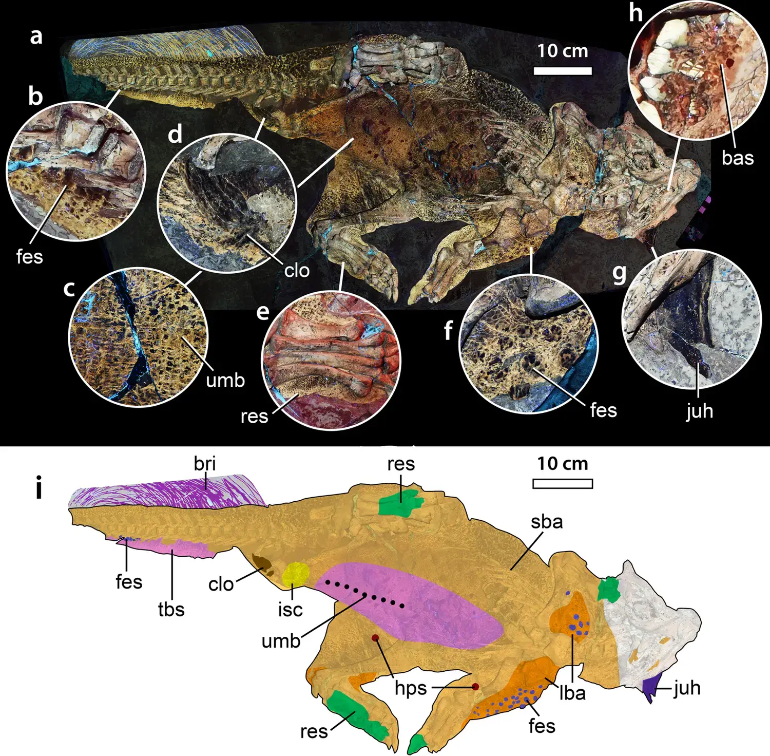 The Hidden Step Between Scales and Feathers (Bell, P.R., Hendrickx, C., Pittman, M. et al. The exquisitely preserved integument of Psittacosaurus and the scaly skin of ceratopsian dinosaurs. Commun Biol 5, 809 (2022). https://doi.org/10.1038/s42003-022-03749-3, CC BY 4.0)