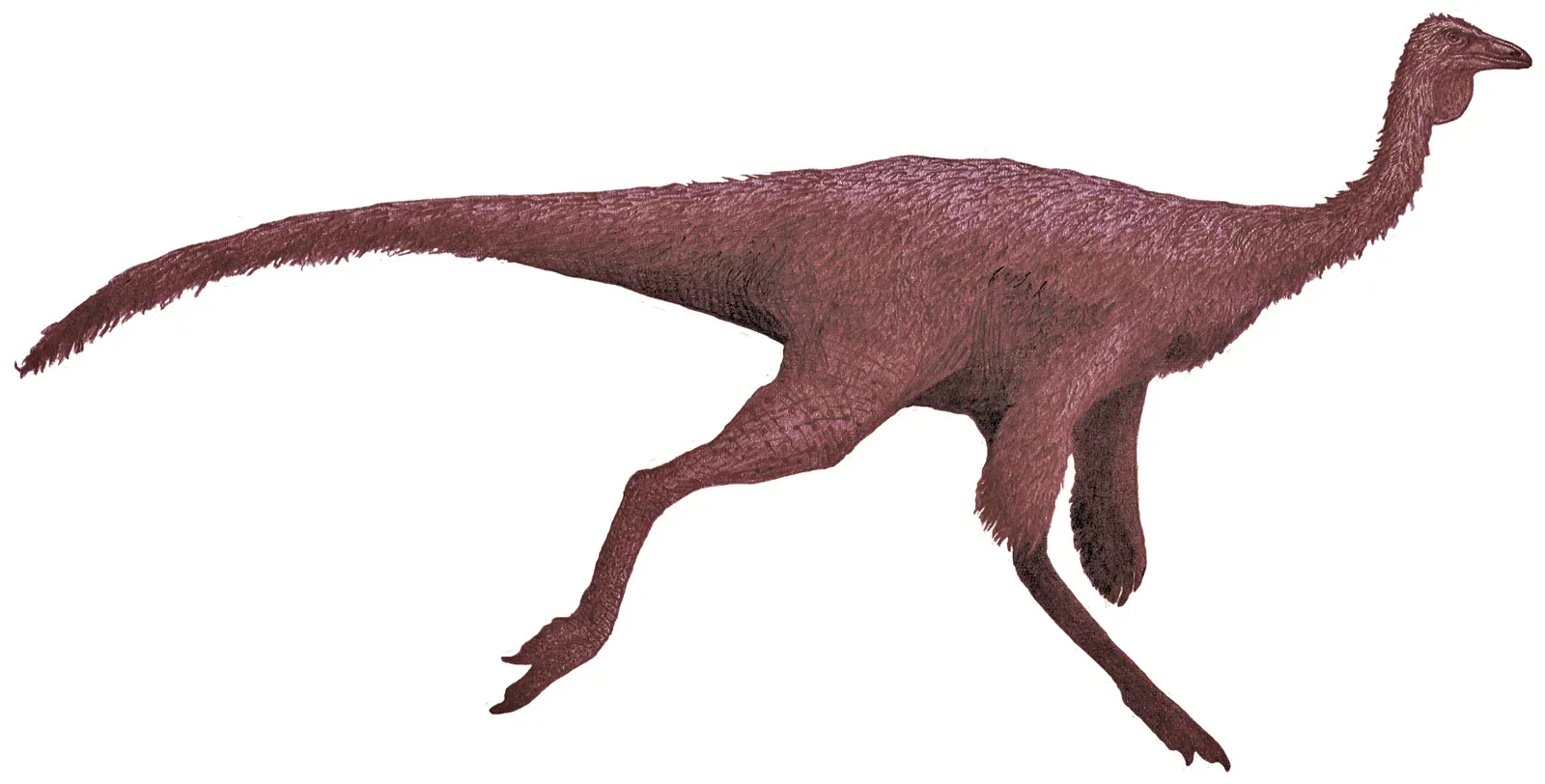 Ornithomimus – The Bird Mimic (Image Credits: Wikimedia)