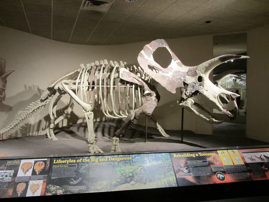 #2 - Torosaurus latus (howicus, Flickr, CC BY-SA 2.0)
