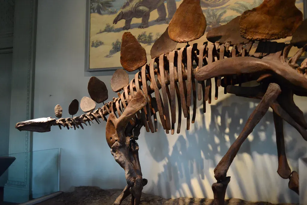 The Walnut Brain Myth and Reality (Image Credits: Flickr)