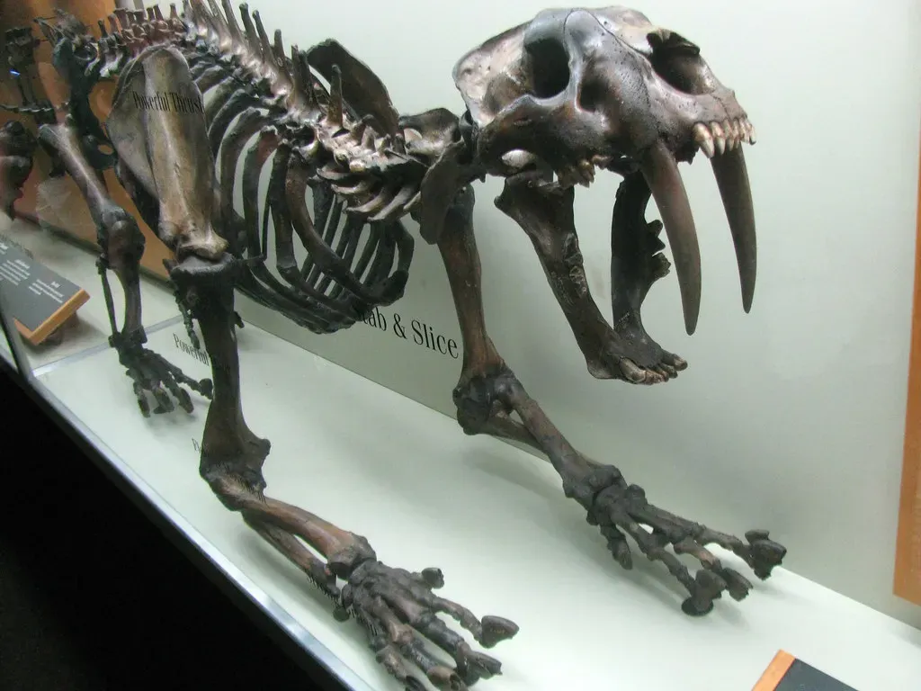 Smilodon's Saber Teeth Were Both Deadly and Fragile (Image Credits: Flickr)