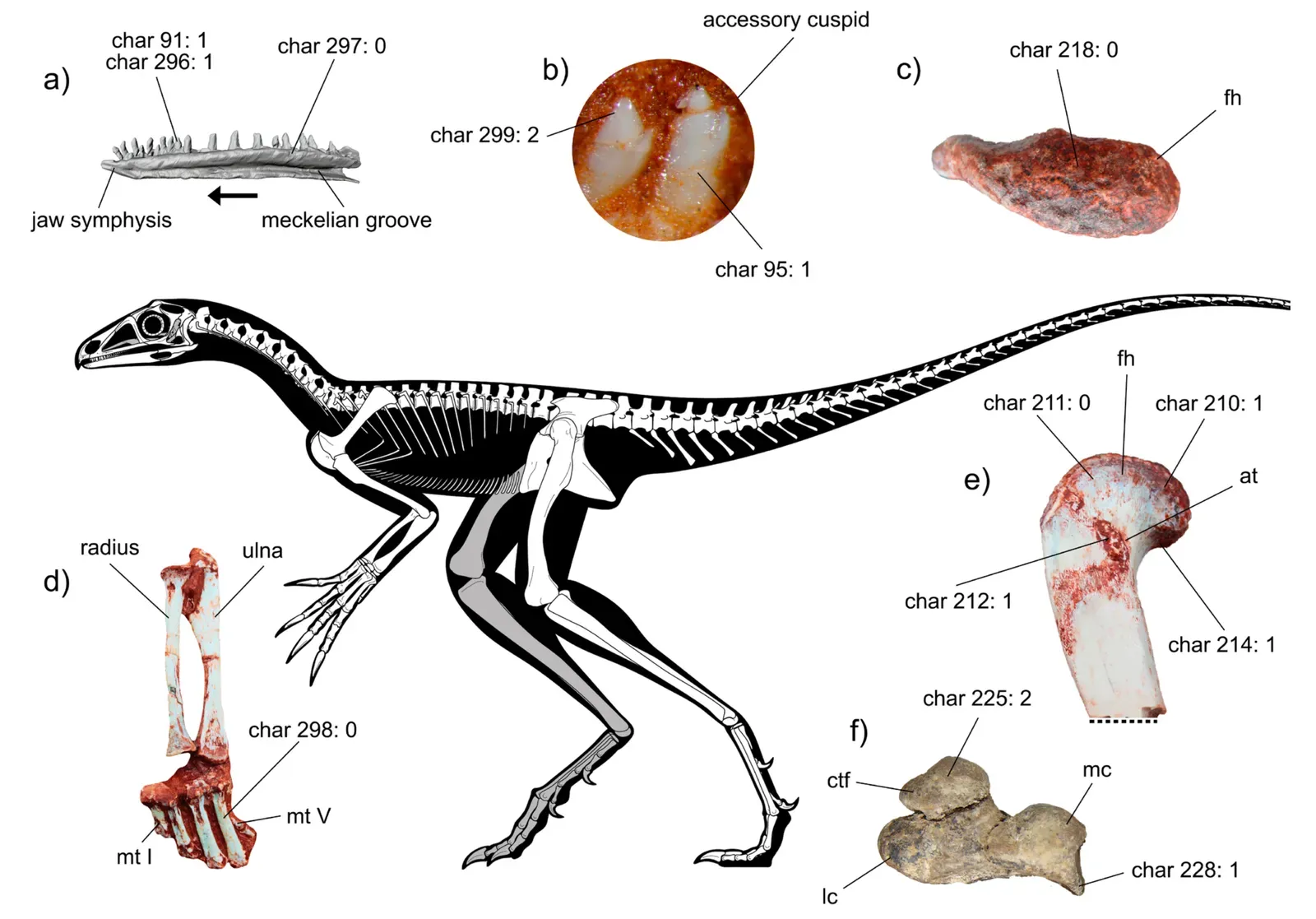 Meet the Lagerpetid: The Missing Link No One Expected (Image Credits: Wikimedia)