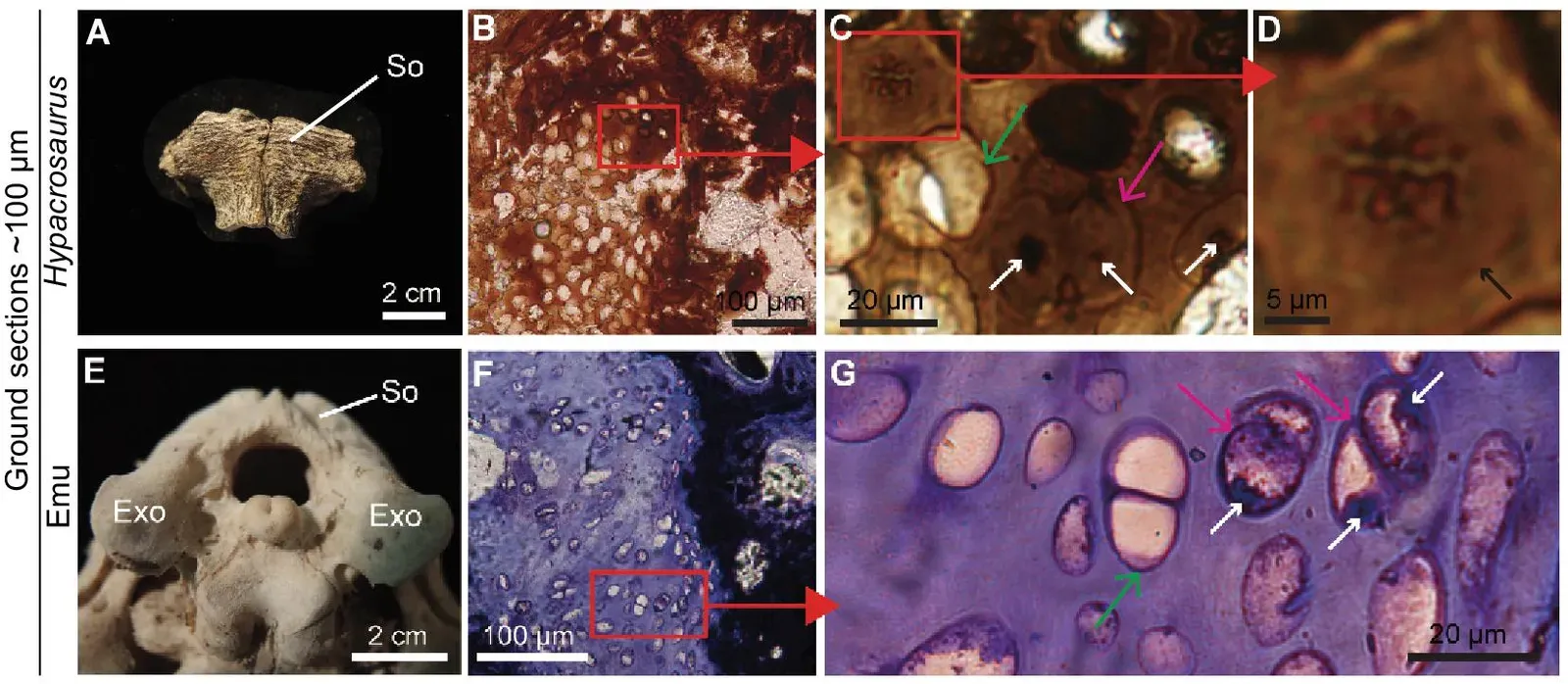 Molecular Paleontology: Ancient Proteins Locked in Stone ((2020). "Evidence of proteins, chromosomes and chemical markers of DNA in exceptionally preserved dinosaur cartilage". National Science Review 7 (4): 815−822. DOI:10.1093/nsr/nwz206., CC BY 4.0)