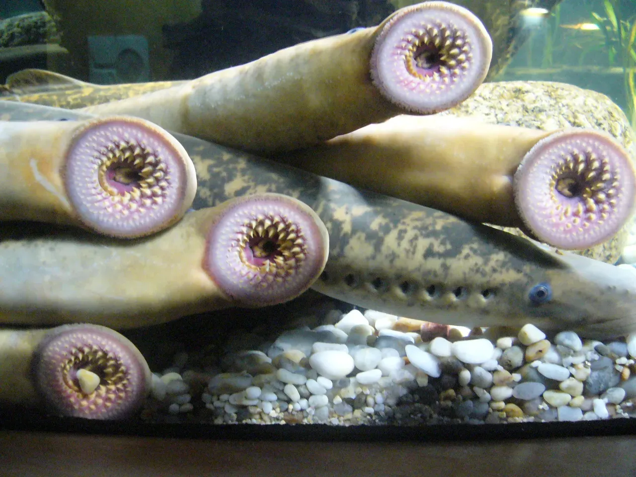 7. Lamprey – The Blood-Sucker That Outlasted Almost Everything (About 360 Million Years Old) (By Fernando Losada Rodríguez, CC BY-SA 4.0)