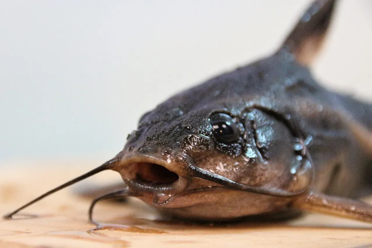#12 - The Deep-River Catfish Rediscovered in a Cabinet (Image Credits: Pixabay)