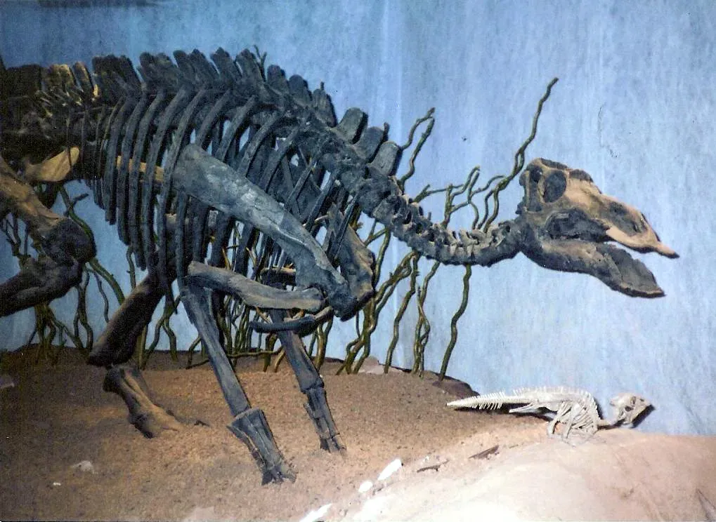 2. Maiasaura and the Discovery of Dinosaur Parental Care (By FunkMonk, CC BY 3.0)