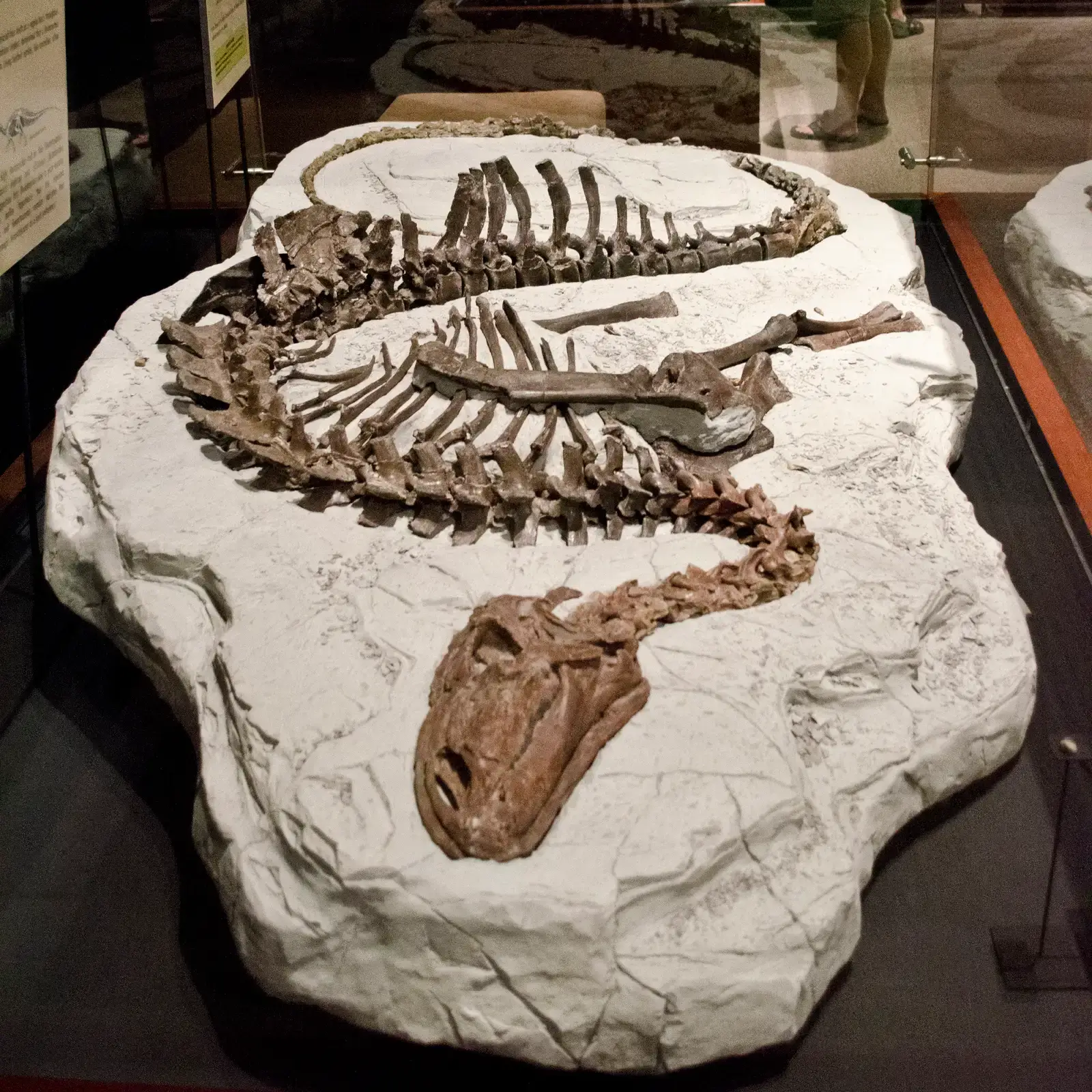 Tenontosaurus: The Recent West Texas Surprise (Image Credits: Wikimedia)