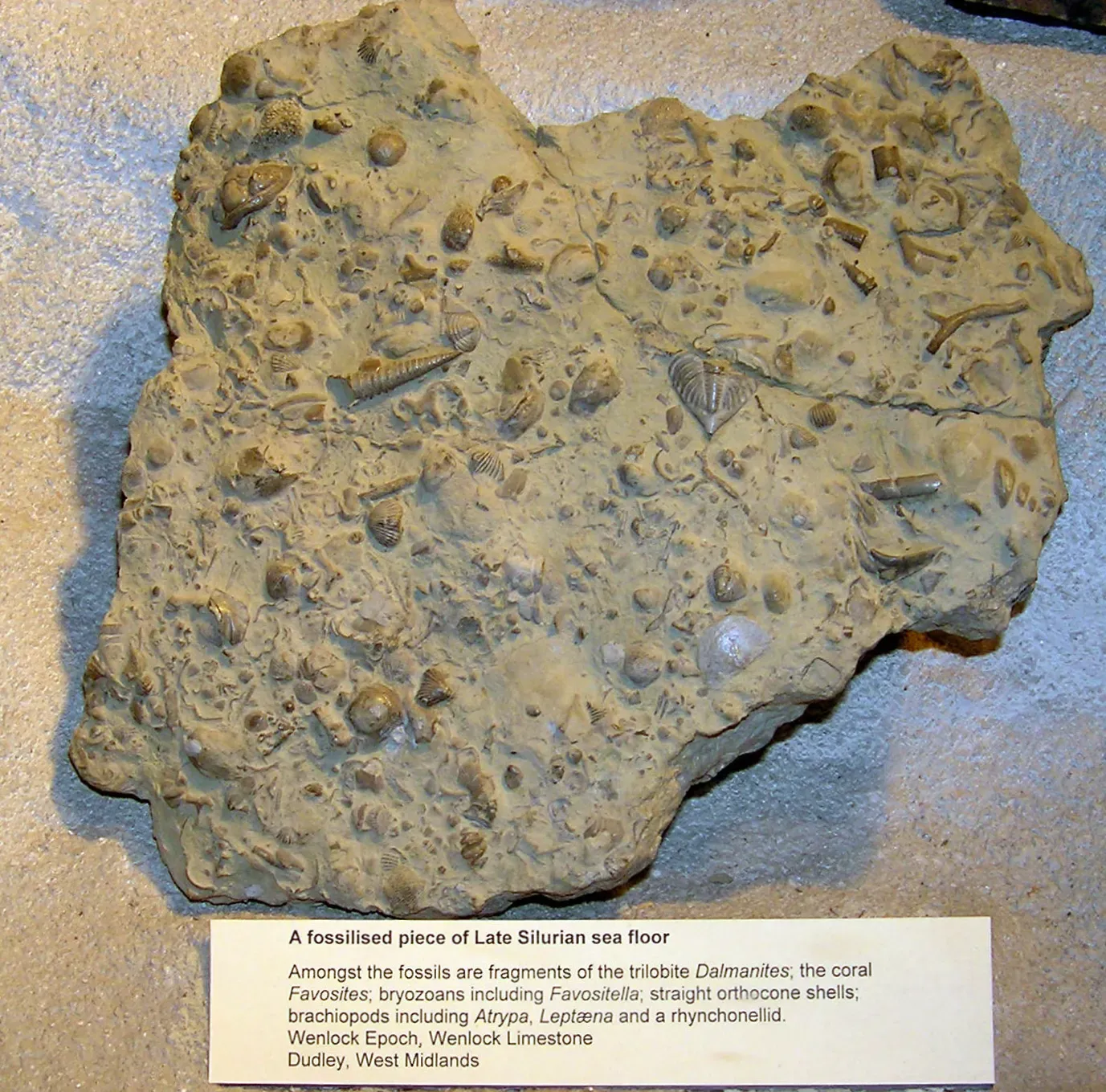#4 - The Silurian's Three Secret Extinctions (By Adrian Pingstone (Arpingstone), Public domain)
