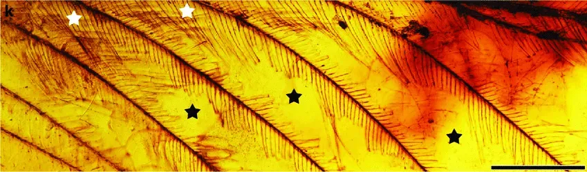 Dinosaur Feathers and Pigments Trapped in Amber (Gao, T.; Yin, X.; Shih, C.; Rasnitsyn, A. P.; Xu, X.; Chen, S.; Wang, C.; & Ren, D. (2019). "New insects feeding on dinosaur feathers in mid-Cretaceous amber". Nature Communications 10 (1): Article number 5424. DOI:10.1038/s41467-019-13516-4. PMID 31822675. PMC: 6904634., CC BY 4.0)
