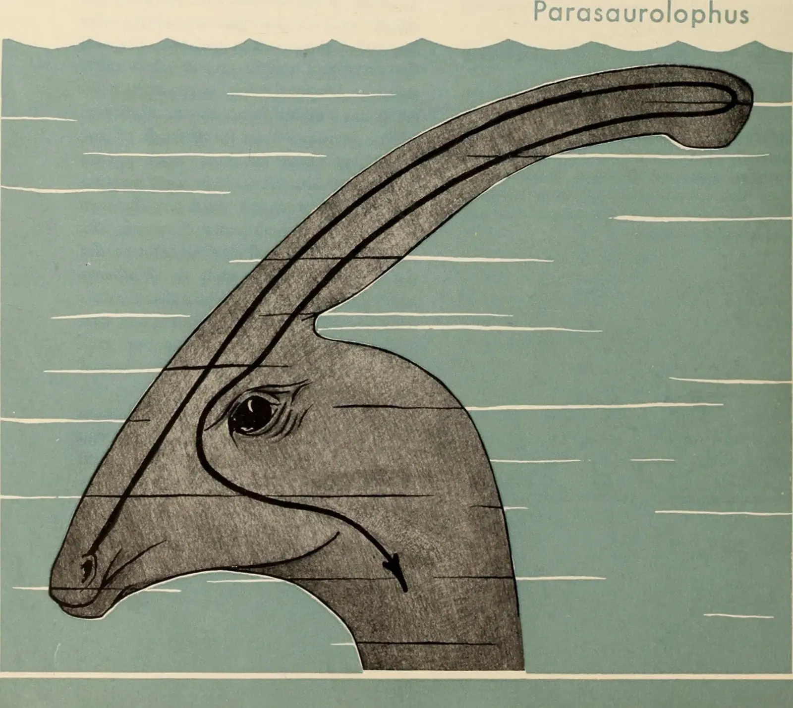 Sexual Selection: The Driving Force Behind Dramatic Display (Image Credits: Wikimedia)