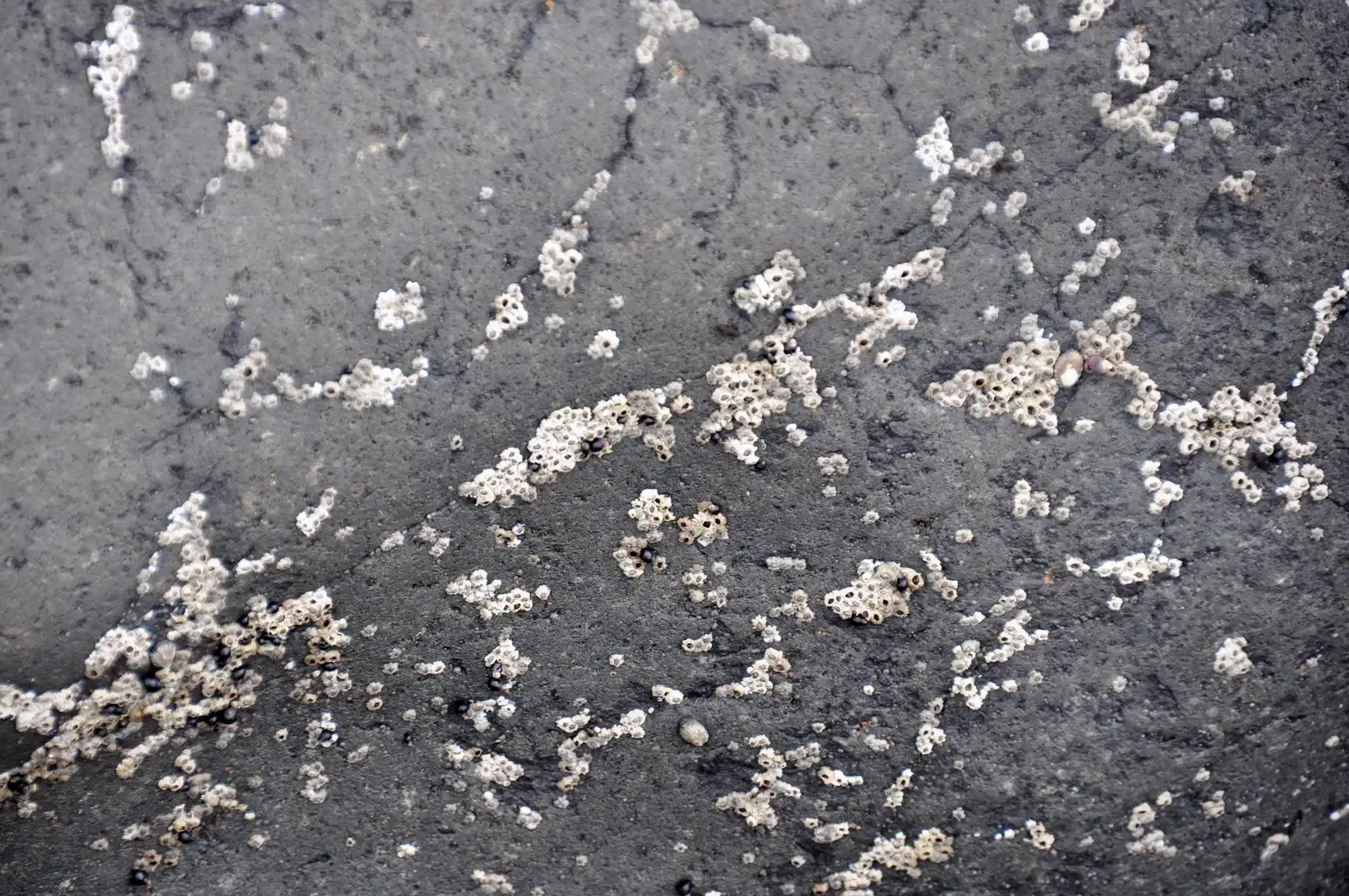 Deccan Traps: A Volcanic Apocalypse in Layers (Image Credits: Wikimedia)