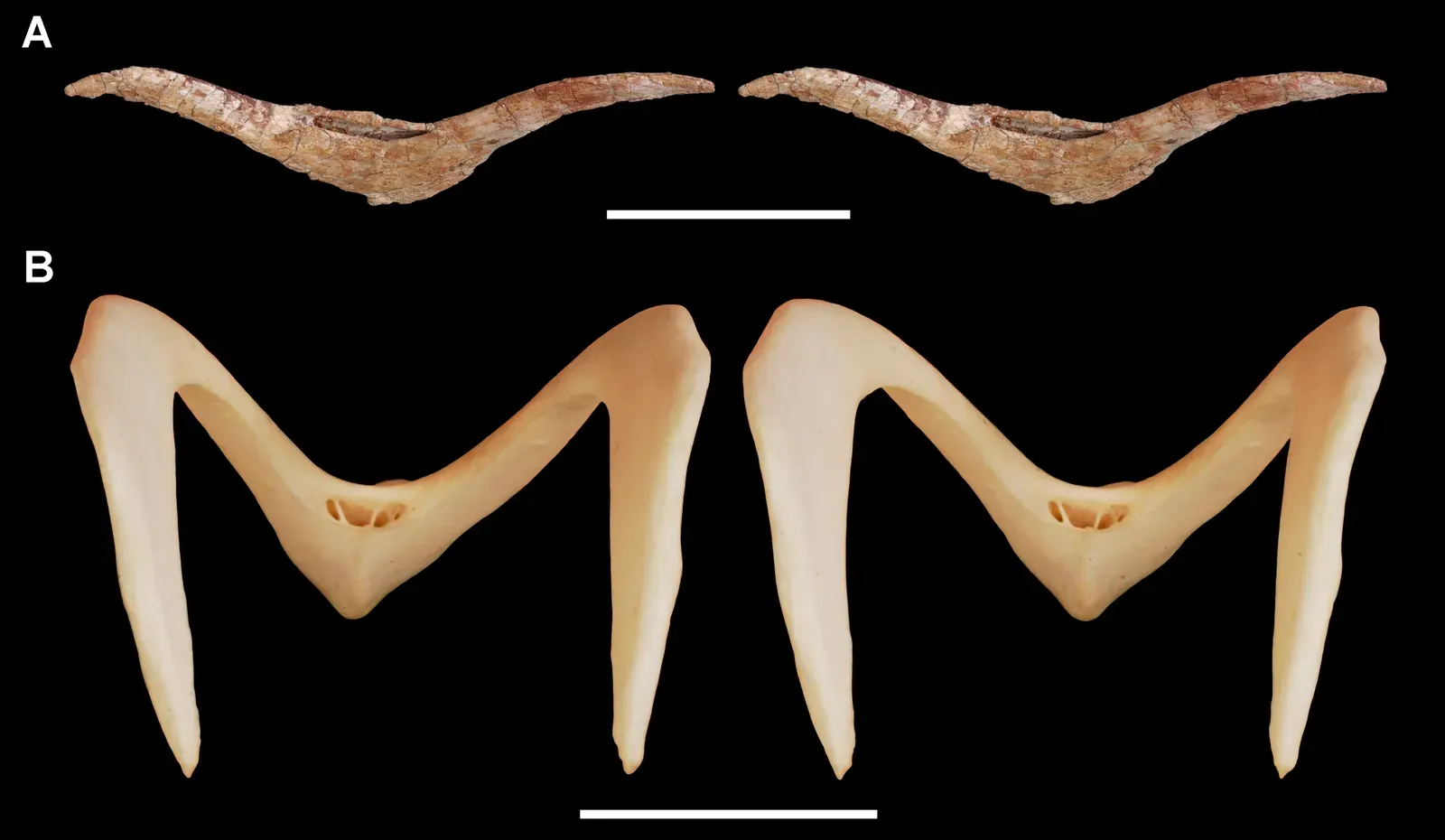The Wishbone Connection (Image Credits: Wikimedia)