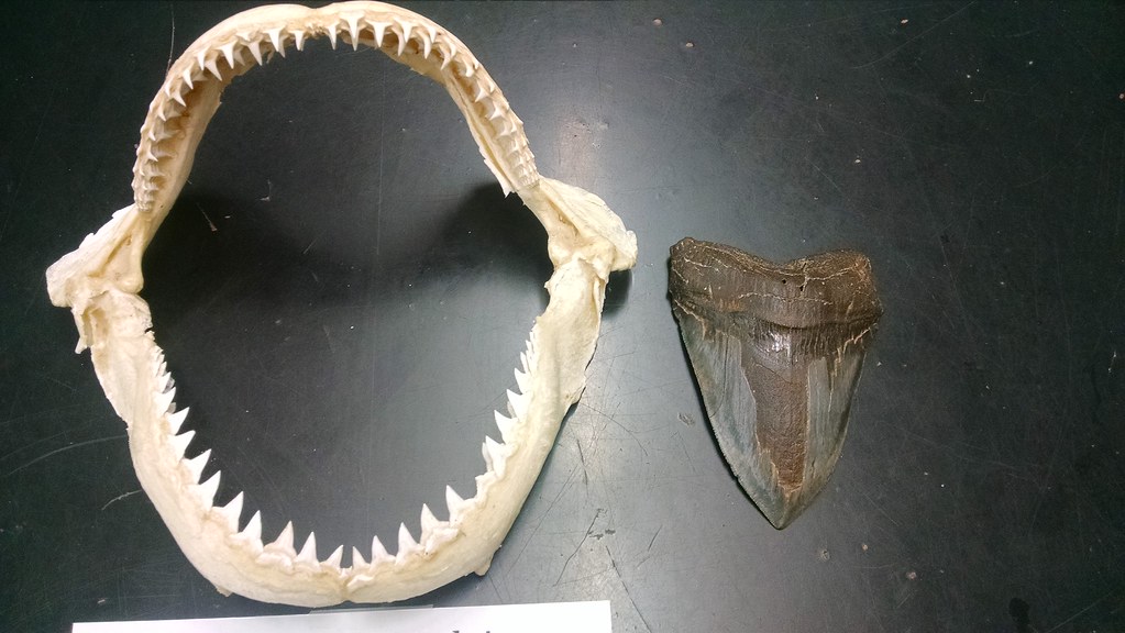 Leo Rising - The Magnificent Megalodon Tooth (Image Credits: Flickr)