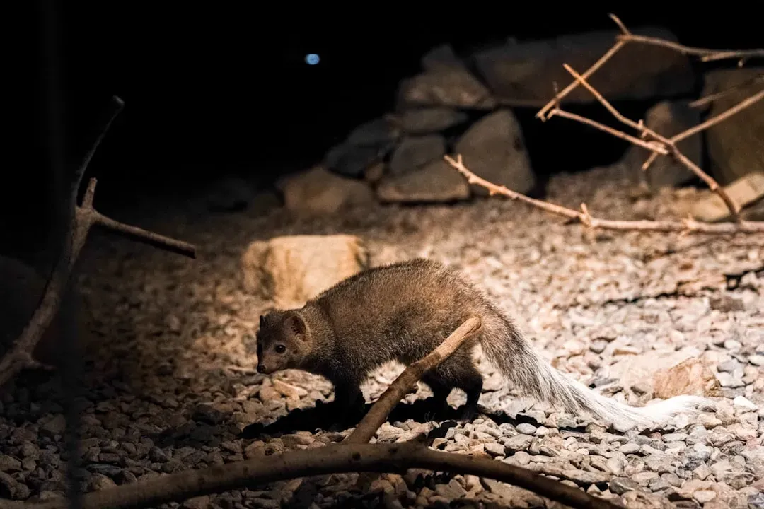 Night Life: How Mammals Owned the Dark (Image Credits: Unsplash)