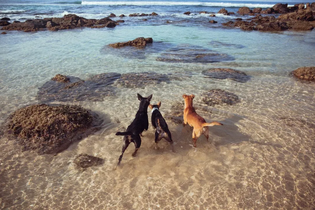 What this says about our bond with dogs today (Image Credits: Unsplash)