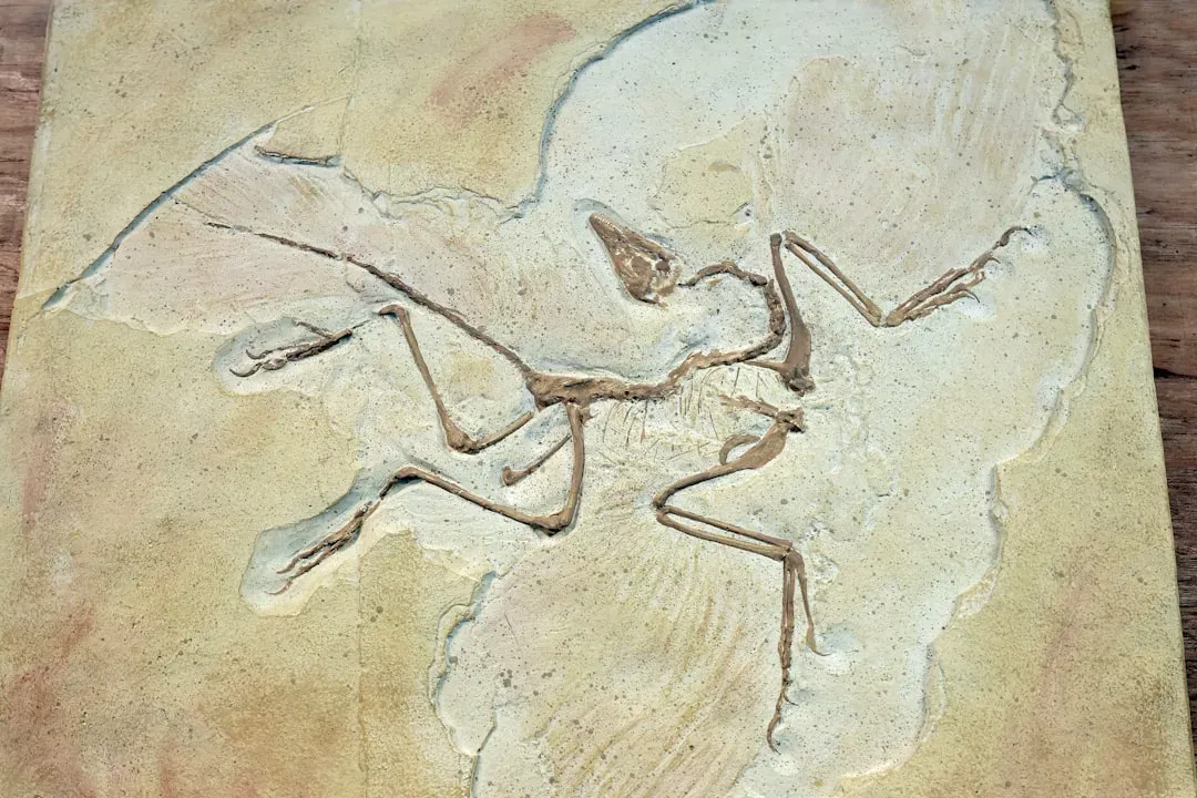 #2 - Archaeoraptor: When National Geographic Published a Chicken Dinner (Image Credits: Unsplash)