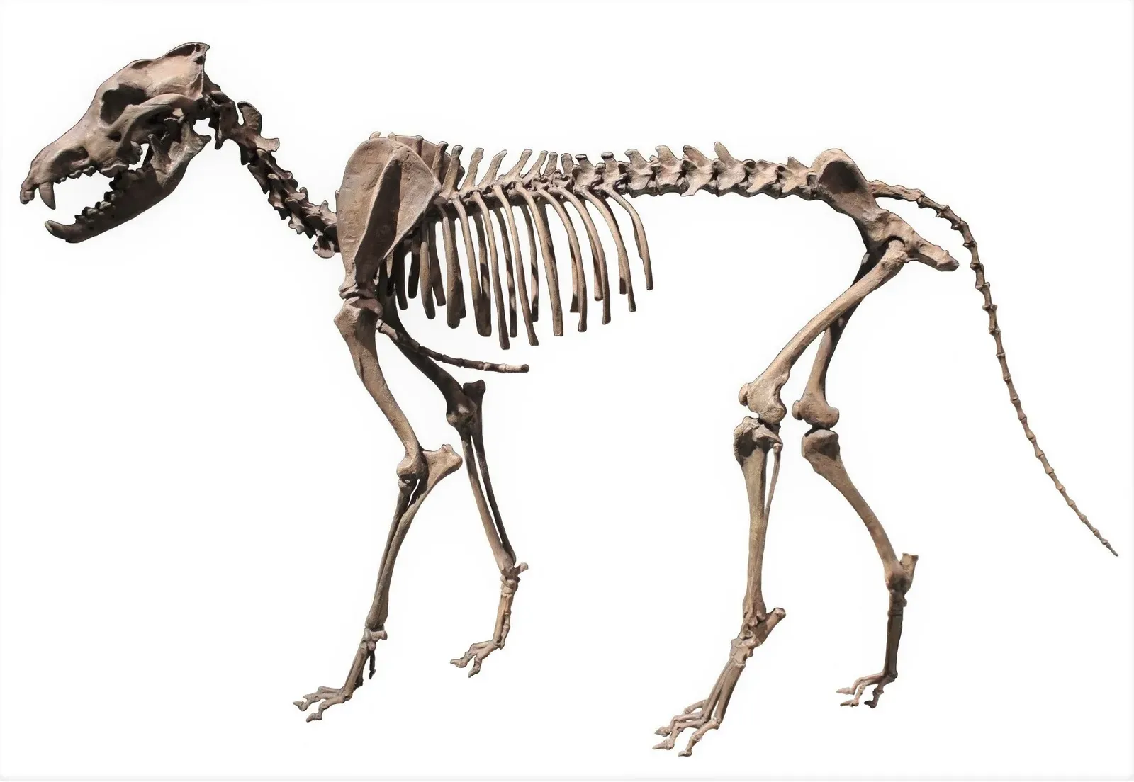 #4 - Dire Wolves Aren't Big Gray Wolves, and Their Color Was Wrong Too (By Momotarou2012, CC BY-SA 3.0)