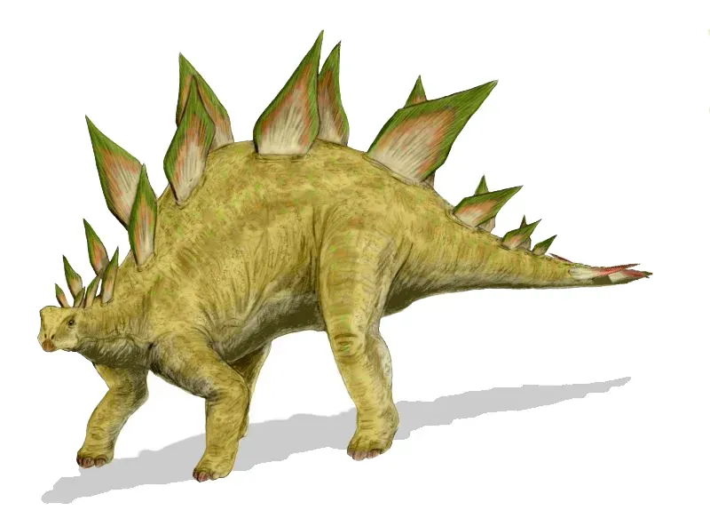 Stegosaurus and the Mystery of the Thagomizer (Image Credits: Wikimedia)