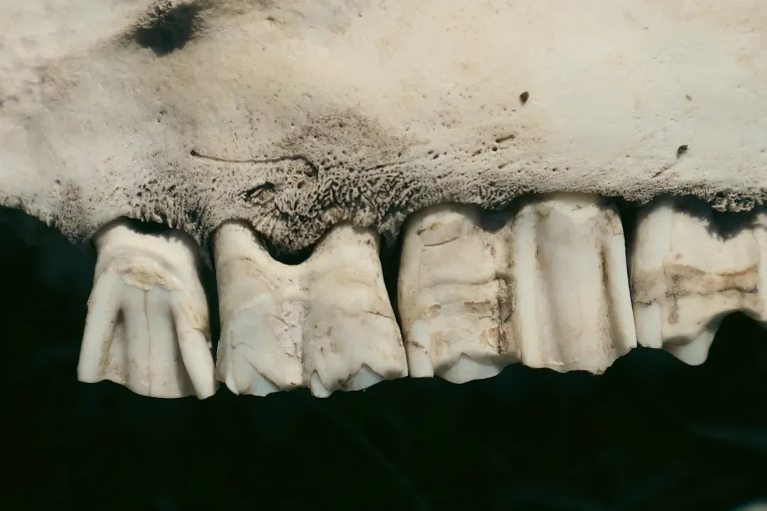 Teeth, Diet, and Toes: How Grasslands Reshaped the Whole Horse (Image Credits: Unsplash)